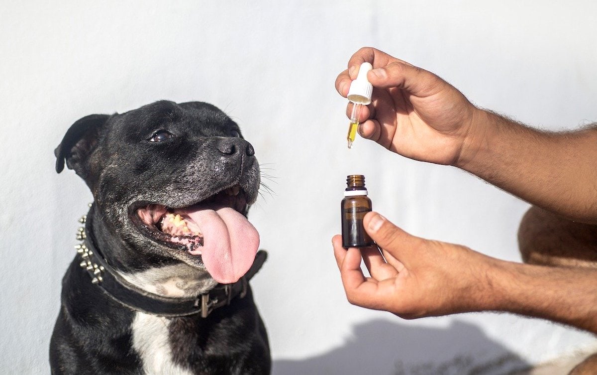 The reason that should a pet dog consume CBD oil